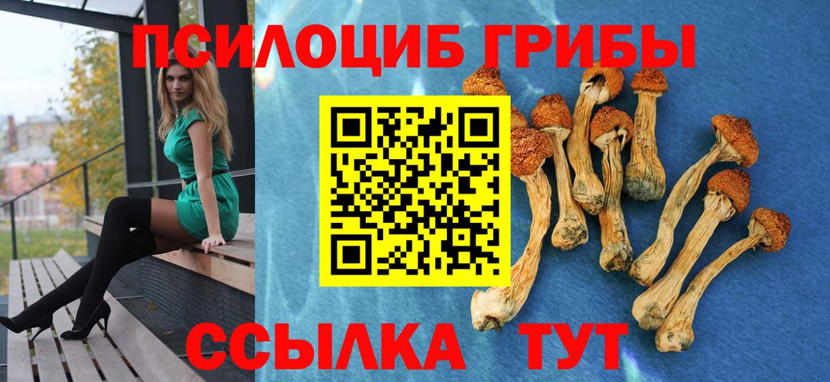 Псилоцибиновые грибы Psilocybine cubensis Черногорск
